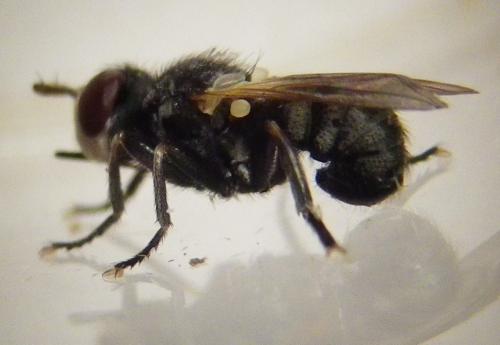 Thecophora melanopa